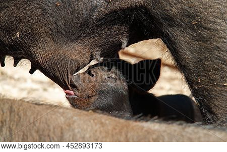 Lactation Of A Baby Pig On Corsica, France