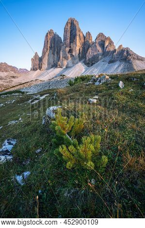 Drei Zinnen Or Tre Cime Di Lavaredo With Beautiful Jung Pine Tree In Foreground, Sextener Dolomiten 