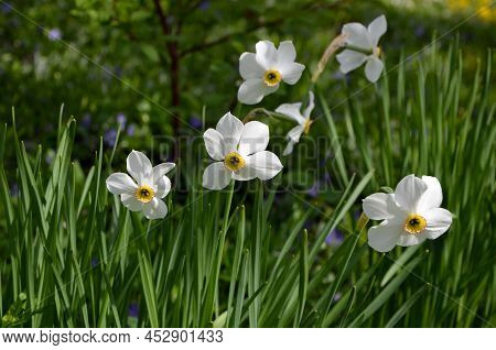 White Flowers Of Daffodils In A Spring Flower Bed