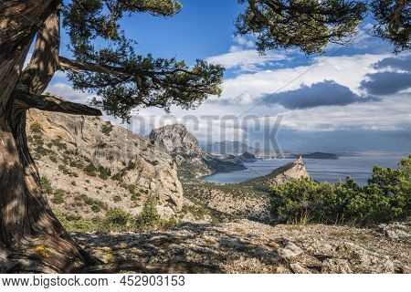 Pine Tree And Cape Kapchik In Background. Beautiful Landscape On Black Sea. Novyi Svit, Crimea, Suda