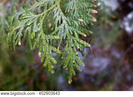 Tuya Early Spring New Growth. Background With Bright Green Tuya Tree Close Up.  Green Leaves Of Tuya