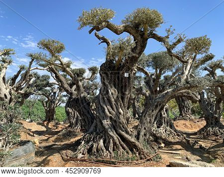 Old Bizarre Olive Trees In The Zimrat Moshav In Southern Israel