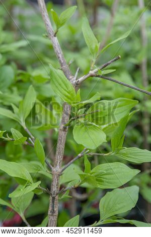 Leaves Of Cornus Mas. The Plant Is Also Known As The Cornelian Cherry, European Cornel Or Cornelian 