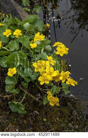 Yellow Marsh Marigold Flowers (caltha Palustris) In The Early Spring. Close Up. Macro