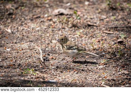 The Common Finch Female, Fringilla Coelebs, Sits On The Ground In Spring. Beautiful Forest Bird Comm