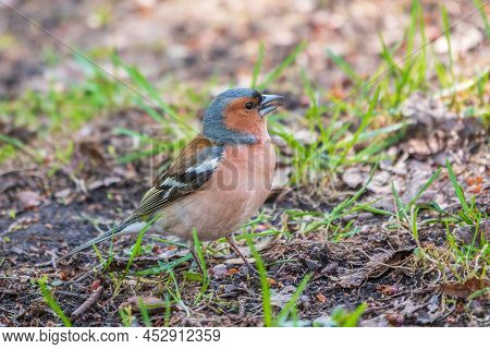 The Common Finch Female, Fringilla Coelebs, Sits On The Ground In Spring. Beautiful Forest Bird Comm