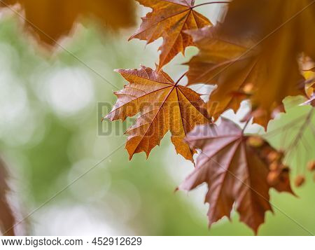 Tree Branch With Dark Red Leaves, Acer Platanoides, The Norway Maple Crimson King. Red Maple Acutifo