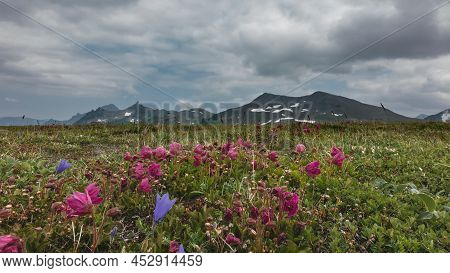 Bright Pink Kamchatka Rhododendrons And Purple Bluebells Bloom In An Alpine Meadow. A Picturesque Mo