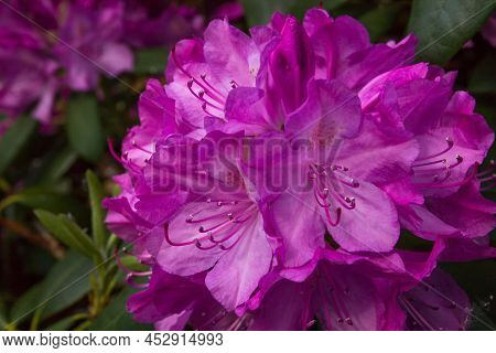 Spring Or Summer Flower Composition, Still Life, Minimal Style Background. Rododendron Blossom