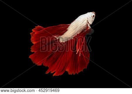 Swimming Action Of Betta, Siamese Fighting Fish; Halfmoon Red Fin And White Body Betta Isolated On B