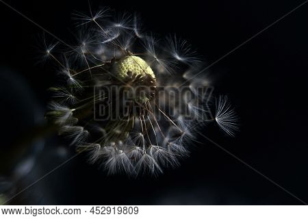 Close-up Of A Dandelion Seedhead, Partially Blown By The Wind Isolated On Black