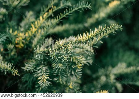 Yew Berry, Evergreen Plant. Thin, Short Grayish-green Needles. Background Partially Blurred Image Of