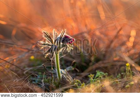 Spring Purple Flower In The Meadow - Grasshopper - Pulsatilla Pratensis At Sunset.