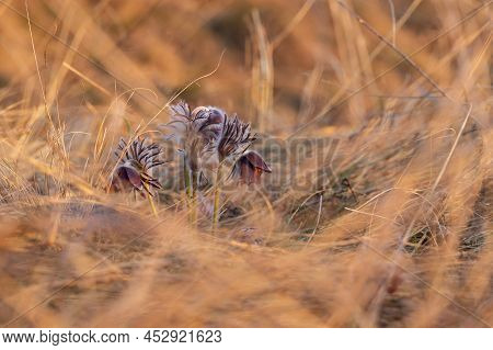 Spring Purple Flower In The Meadow - Grasshopper - Pulsatilla Pratensis At Sunset.