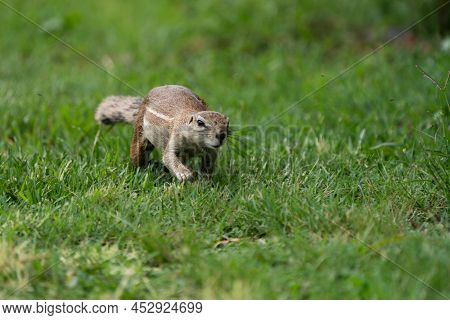 Fantail Squirrels Scrounging For Food And Nuts On The Ground While Playing With Each Other In A Natu