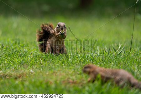 Fantail Squirrels Scrounging For Food And Nuts On The Ground While Playing With Each Other In A Natu