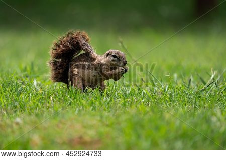 Fantail Squirrels Scrounging For Food And Nuts On The Ground While Playing With Each Other In A Natu