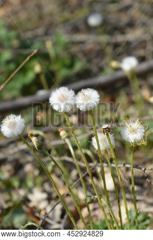 Coltsfoot White Seed Heads In The Garden