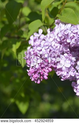 Lilac Esther Staley Flowers In The Spring