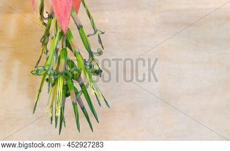 Close Up Shot Of A Beautiful Billbergia Plant In Pink Blooms - Concept For Care.
