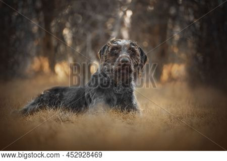 The Slovak Coarse Haired Dog Is A Dog Breed Bred In Slovakia. It Is Characterized By A Typical Coars