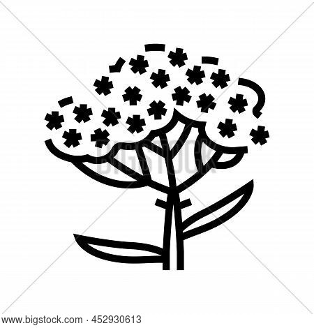 Yarrow Plant Line Icon Vector. Yarrow Plant Sign. Isolated Contour Symbol Black Illustration