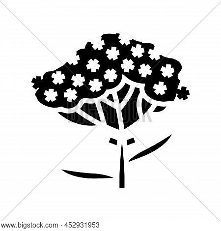 Yarrow Plant Glyph Icon Vector. Yarrow Plant Sign. Isolated Contour Symbol Black Illustration