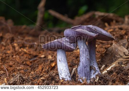 Wood Blewit (lepista Nuda) Edible Blue Mushroom In A Forest.