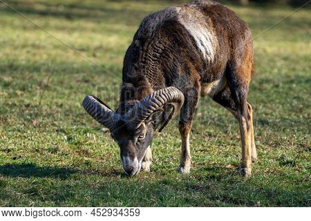 Wild Mufflon Eating Some Grass With Massive Horns