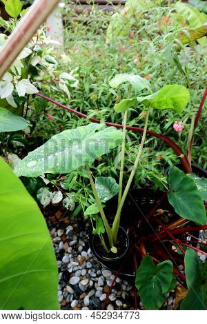 Colocasia Esculenta Midori Sour, Colocasia ,midori Sour Or Colocasia Plant
