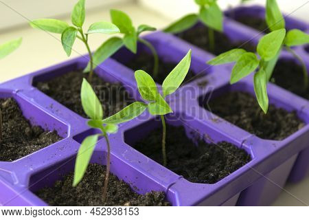 Bell Pepper Seedlings On A Grey Background. Young Pepper Sprouts In Pots. The Concept Of Organic Foo