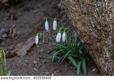 Early Spring Snowdrops, Galanthus Nivalis, Selective Focus And Diffused Background