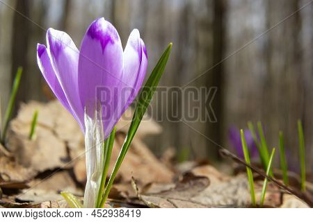 Close Up Of A Woodland Crocus, Crocus Tommasinianus, Flower Emerging Into Bloom