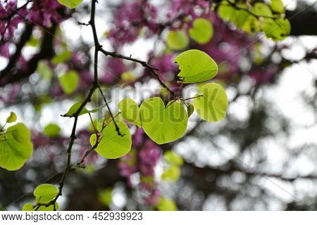 Cercis Siliquastrum Blooming Tree. Pink Flowers Background. Judas Tree Branches In Pink Blossom. Bea