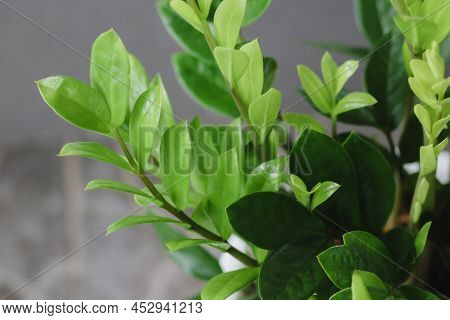 Zamioculcas Zamifolia- Dollar Tree. Zanzibar Gem The Tree Is Named Auspicious. Suitable For Decorati