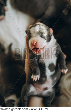 Raising American Bully Puppies. Sleeping In A Wicker Basket Are Several Cute And Small Blue Bully Pu