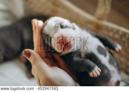 Raising American Bully Puppies. Sleeping In A Wicker Basket Are Several Cute And Small Blue Bully Pu