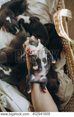 Raising American Bully Puppies. Sleeping In A Wicker Basket Are Several Cute And Small Blue Bully Pu