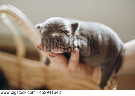Raising American Bully Puppies. Sleeping In A Wicker Basket Are Several Cute And Small Blue Bully Pu