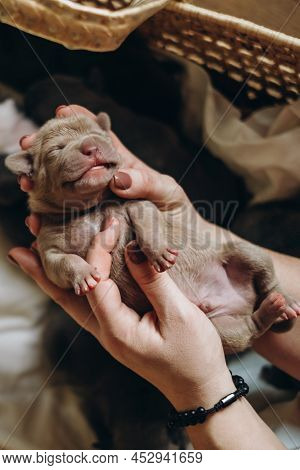 Raising American Bully Puppies. Sleeping In A Wicker Basket Are Several Cute And Small Blue Bully Pu