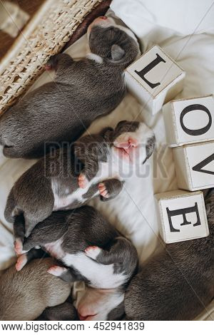 Raising American Bully Puppies. Sleeping In A Wicker Basket Are Several Cute And Small Blue Bully Pu