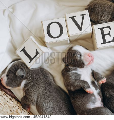 Raising American Bully Puppies. Sleeping In A Wicker Basket Are Several Cute And Small Blue Bully Pu