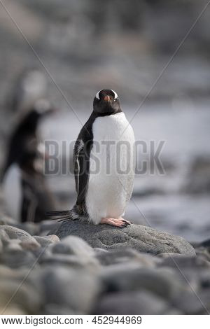 Gentoo Penguin On Rock Turns Towards Camera