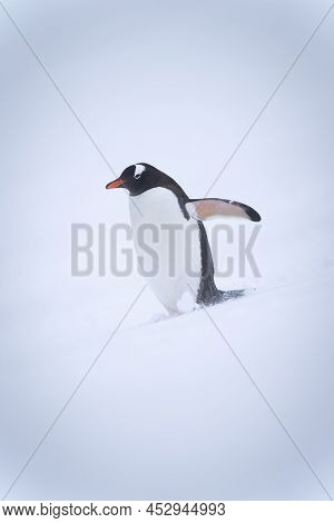 Gentoo Penguin On Snowy Hill Lifting Flipper
