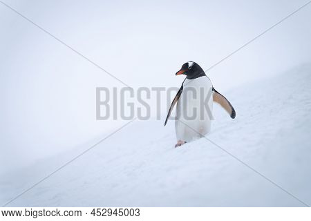 Gentoo Penguin On Snowy Slope Eyeing Camera