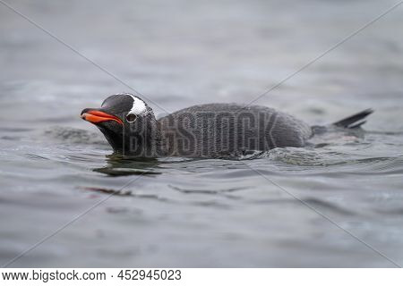 Gentoo Penguin Porpoises In Water Eyeing Camera