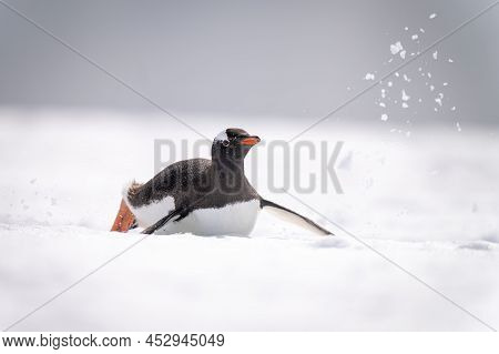 Gentoo Penguin Sliding Through Snow On Belly