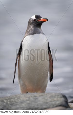 Gentoo Penguin Stands Behind Rock Eyeing Camera