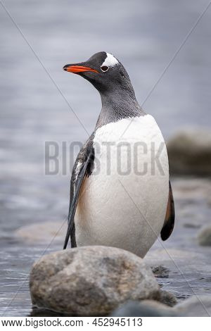 Gentoo Penguin Stands Eyeing Camera Behind Rock