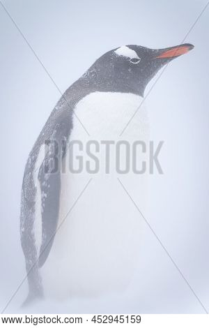 Gentoo Penguin Stands In Profile In Snowstorm